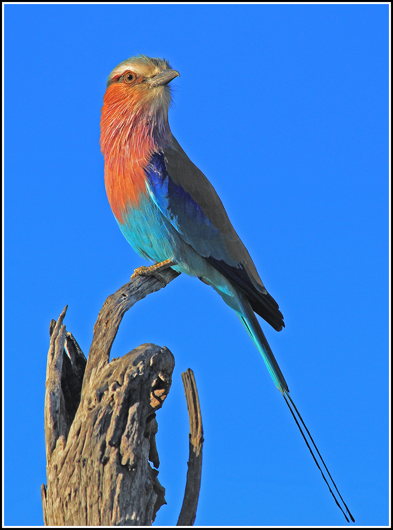 Lilac breasted roller-1
